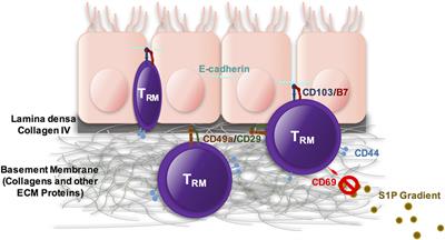 Tissue-Resident Memory CD8+ T Cells: From Phenotype to Function